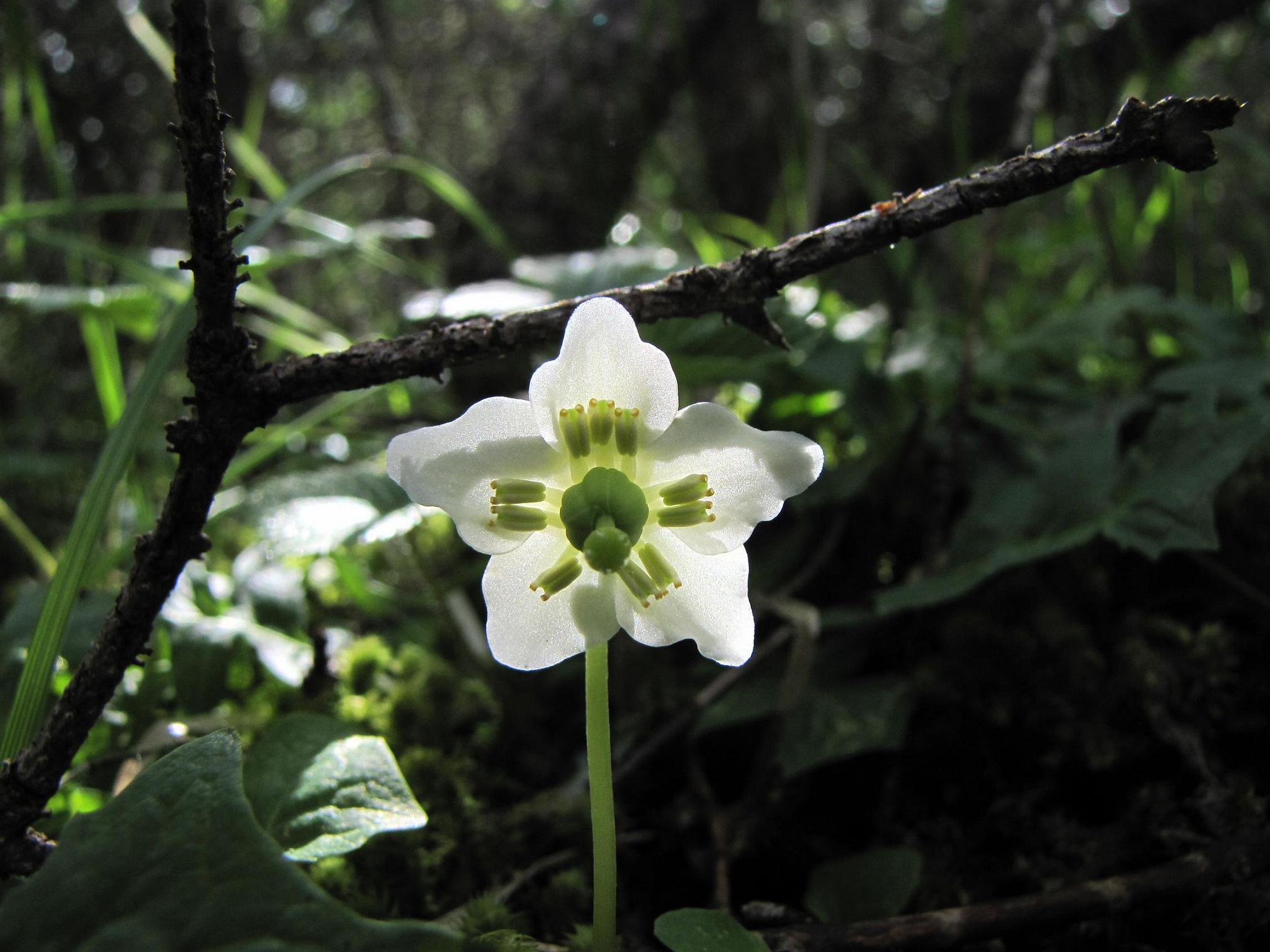 Moneses uniflora o Pirola uniflora